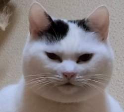 40596 B