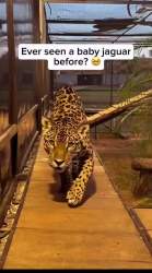 1742909 B