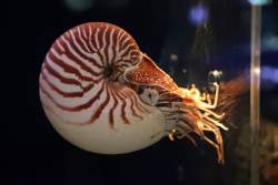 30217 B