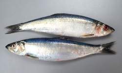 23951 B