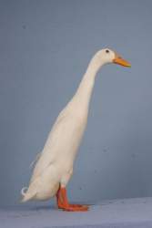 16794 B