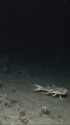 1162658 B