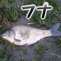 55668 B
