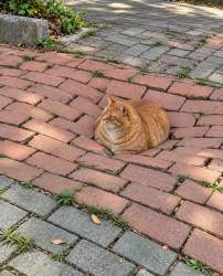 225986 B
