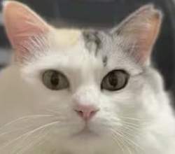 8681 B