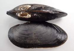 57554 B