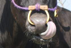 433271 B