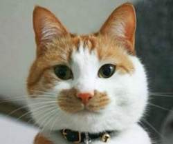 6836 B