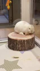 790335 B