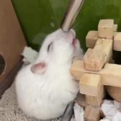458486 B