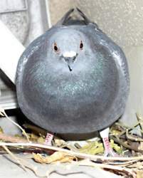 77689 B